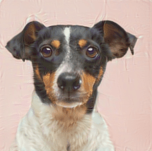 تصویر یک سگ که بهعنوان گربه طبقهبندی شده است